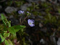 Veronica americana