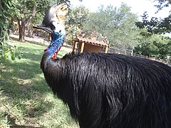 Casuario en el Zoofari, Cuernavaca, Morelos.jpg