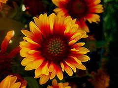 Gaillardia (Blanket Flower)