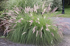 Cenchrus setaceus (Fountaingrass, Pennisetum setaceum)