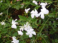 Jasminum officinale