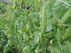 Green Peas (Pisum sativum)