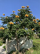 Spathodea campanulata (African Tulip Tree)