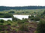 In den Dünen zwischen Schoorl und Bergen