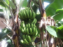 Bananas (Musa)