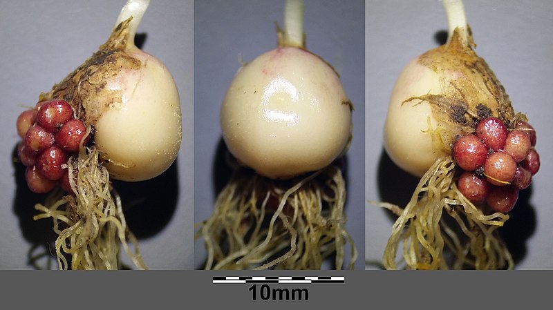 File:Gagea lutea sl26.jpg