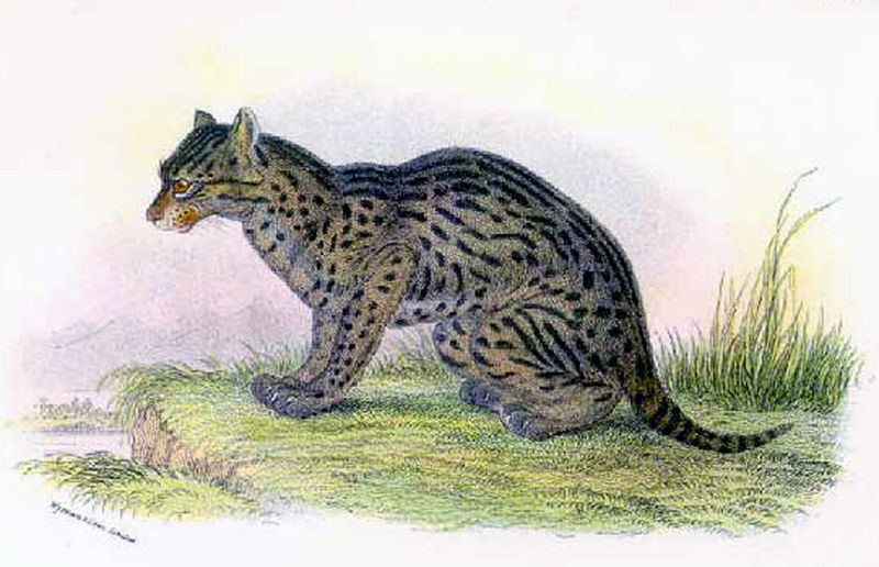 File:Prionailurus viverrinus 1.jpg