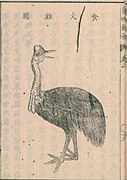 Otsuki Gentaku-ranentekihou-kan03-fol15b-cassowary.jpg