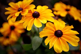 Rudbeckia hirta (Black-Eyed Susan)