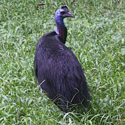 Dwarf Cassowary Lae.jpg