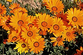 Dimorphotheca sinuata (Cape Marigold)