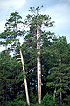 Old trees, Seney National Wildlife Refuge, Michigan