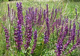 Salvia pratensis (Meadow Sage)