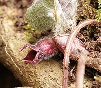 Asarum europaeum Tüüpliik