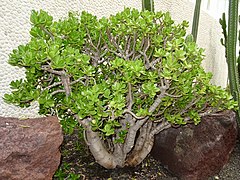 Crassula ovata (Jade plant)