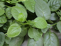 Malabar Spinach (Basella alba)