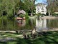 Nilgänse am Warmen Damm