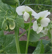 (nl: Rijserwt) Climbing peas