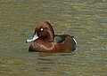 Male; Bulgaria