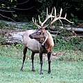 North Carolina Elk