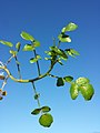 Stem with leaves