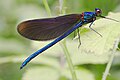 Juvenile Calopteryx virgo ♂, wings not fully colored yet