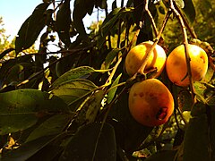 Persimmon (Diospyros virginiana)