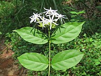 Jasminum coarctatum