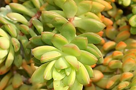 Sedum nussbaumerianum (Sedum adolphi)