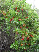 Arbutus unedo (Strawberry Tree)