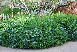 Plumbago auriculata (Cape Plumbago)