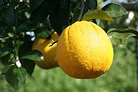 Pomelos (Citrus maxima)