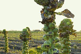 Brussel Sprouts (Brassica oleracea var. gemmifera)