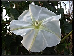 Ipomoea alba (Moonflower)