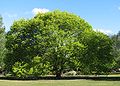 Ulmus glabra 'Lutescens'