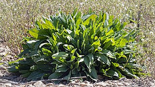 Sorrels (Rumex acetosa)