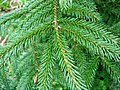 Picea orientalis