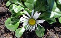 Bellis perennis