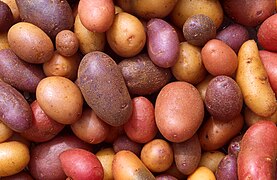 Potatoes (Solanum tuberosum)