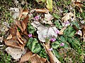 Cyclamen coum subsp. caucasicum