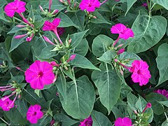 Mirabilis jalapa (Four o'Clocks)