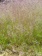 Agrostis nebulosa (Cloud Grass)