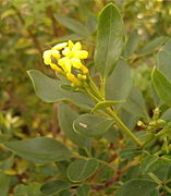 Jasminum odoratissimum