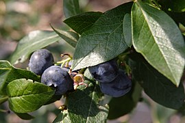 Blueberries (Vaccinium) only some varieties