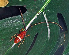 Cerambycidae - Trachyderes succinctus.JPG