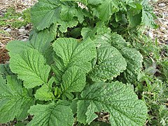 Mustard Greens (Brassica juncea)