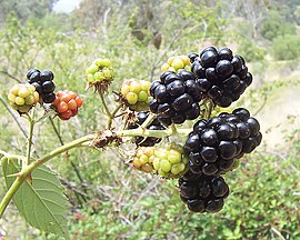 Blackberries