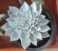 Echeveria