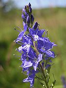 Veronica austriaca ssp. teucrium