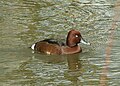 Male; Bulgaria